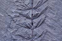 Prêle fossile